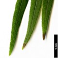 SpeciesSub: var. angustifolium SpeciesSub: var. angustifolium